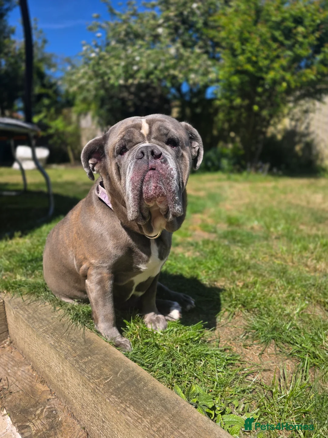 Mixed Breed dogs for sale: Beautiful girl looking for new home - Advert 1
