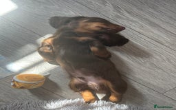 Dachshund dogs for sale: Dachshund puppies  - Image 26