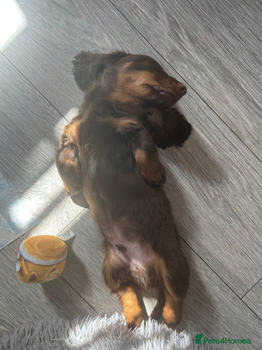 Dachshund dogs for sale: Dachshund puppies  - Image 26