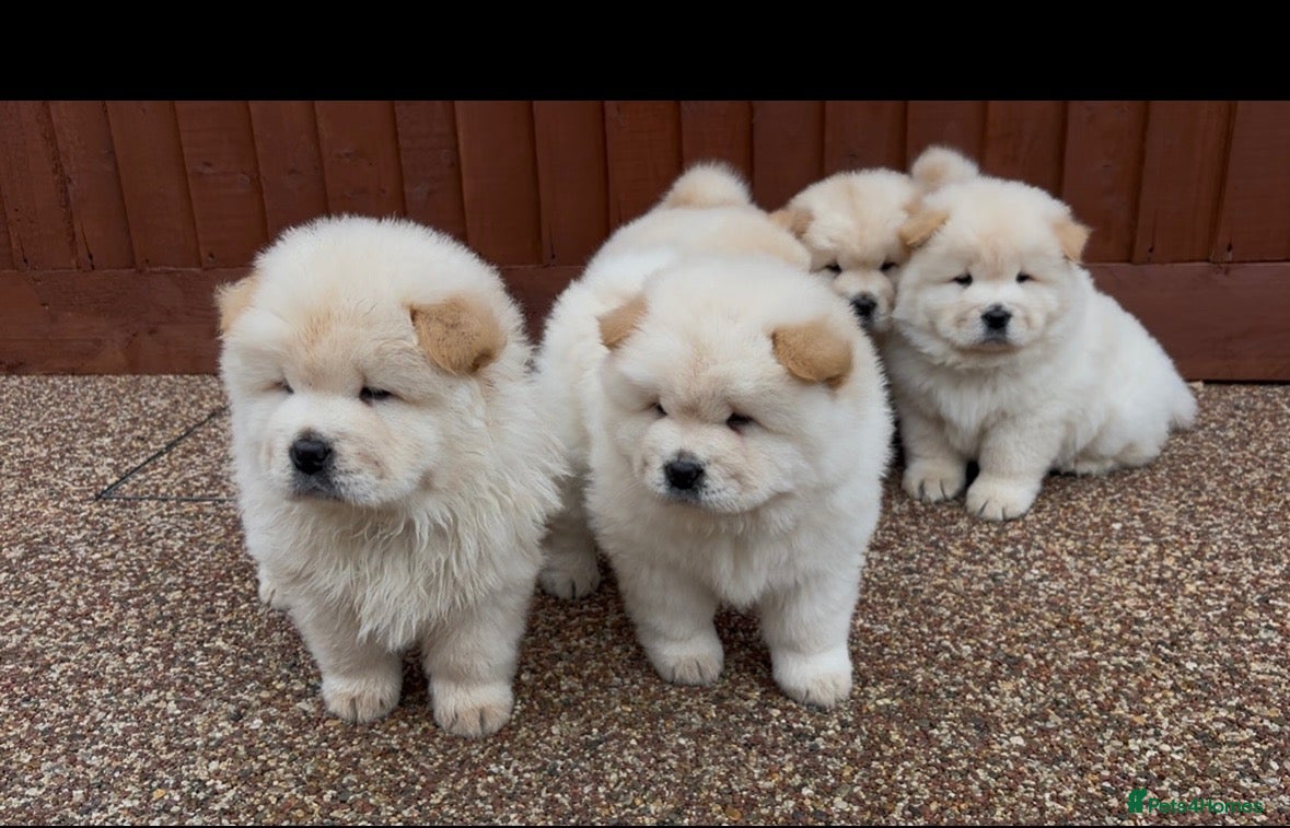 Chow Chow dogs for sale: POLAR WHITE CHOW CHOW PUPPIES  - Advert 5