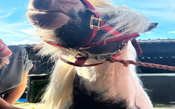 Irish Cob horses for sale: Punch  - Image 2
