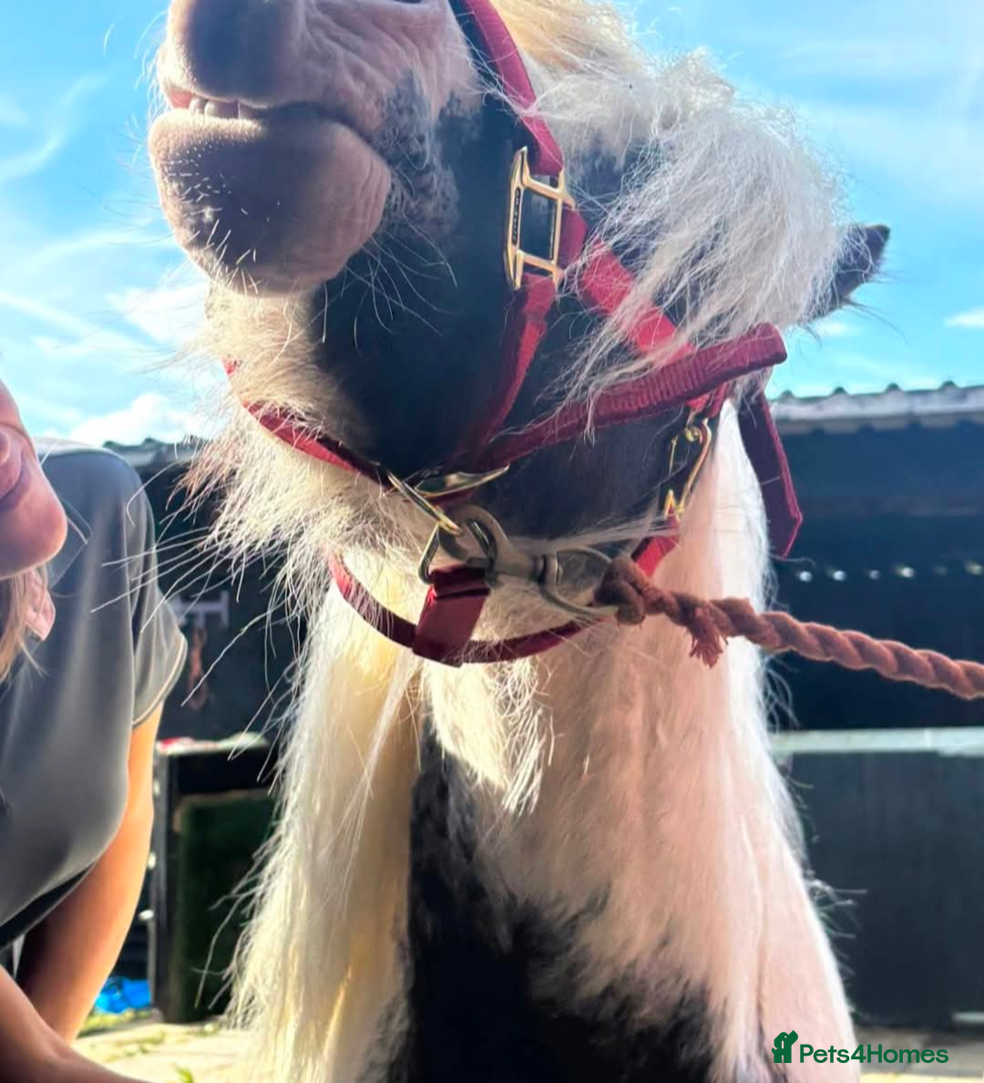 Irish Cob horses for sale: Punch  - Image 2