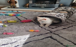 Ragdoll cats for sale: 4 Beautiful Ragdoll Kittens - Image 2