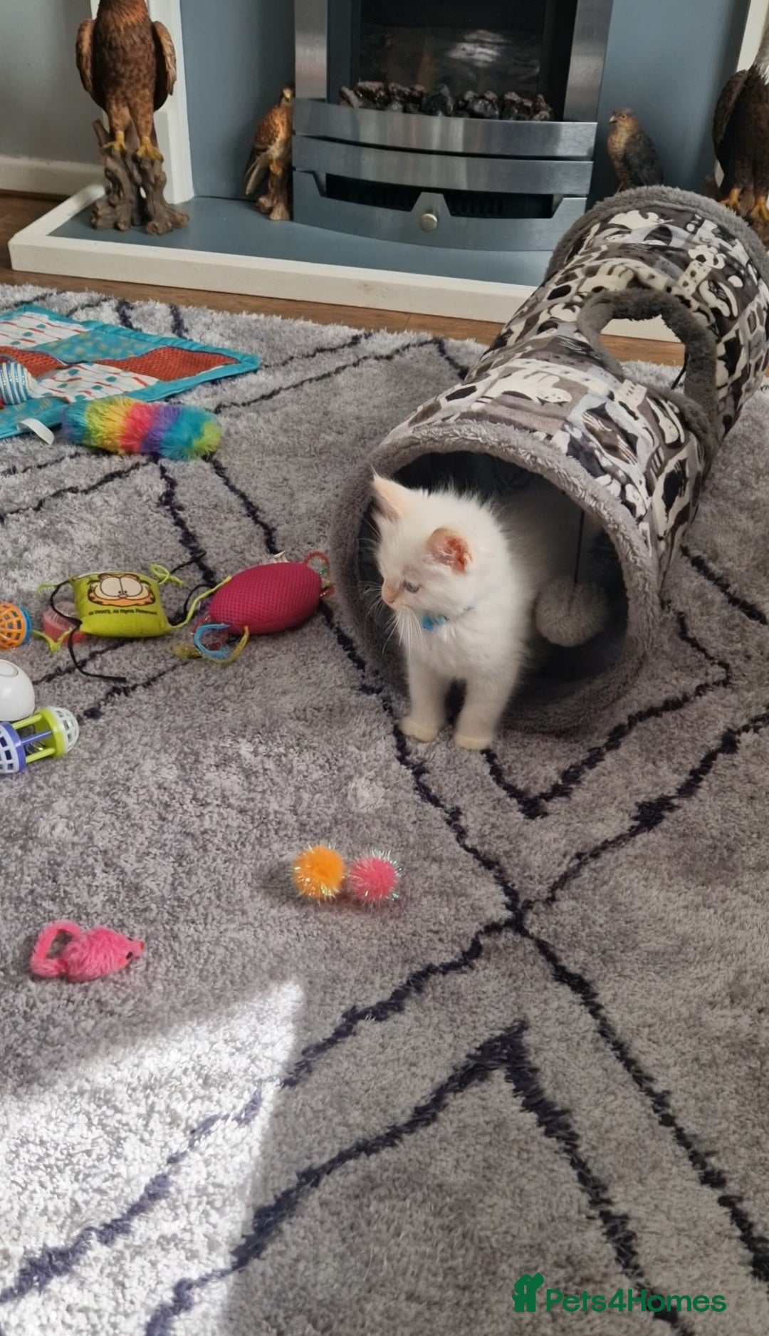 Ragdoll cats for sale: 4 Beautiful Ragdoll Kittens - Image 2