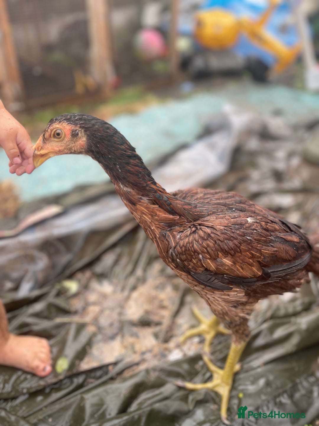 Chickens poultry for sale: Aseel chickens  - Image 1