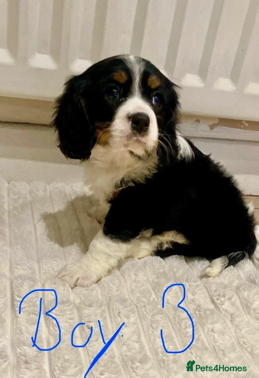 Cavalier King Charles Spaniel dogs for sale: Pure king charles cavalier puppys - Advert 13