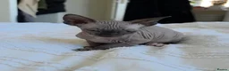Sphynx cats for sale: sphynx kitten for sale - Advert 2