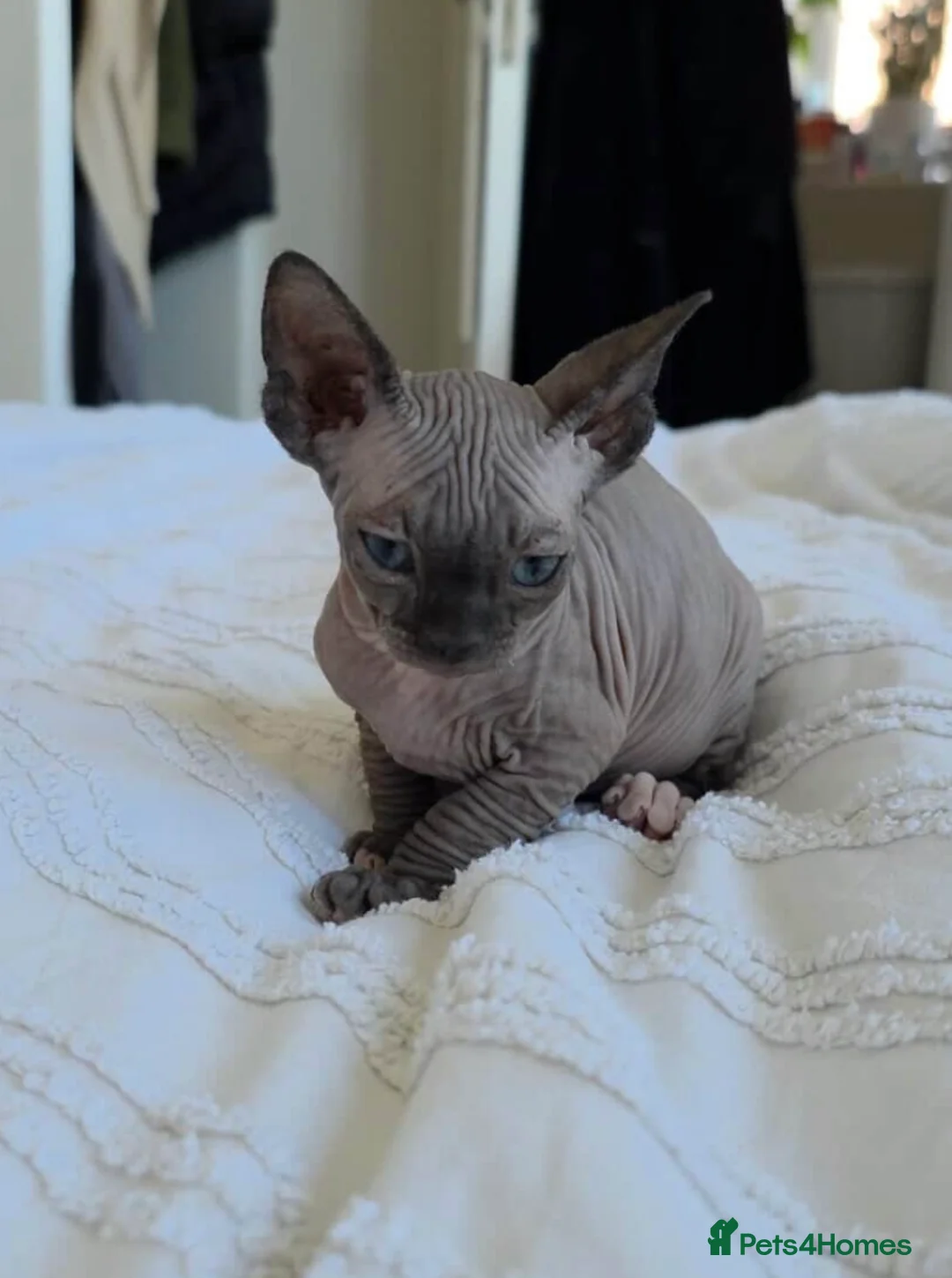 Sphynx cats for sale: sphynx kitten for sale - Advert 2