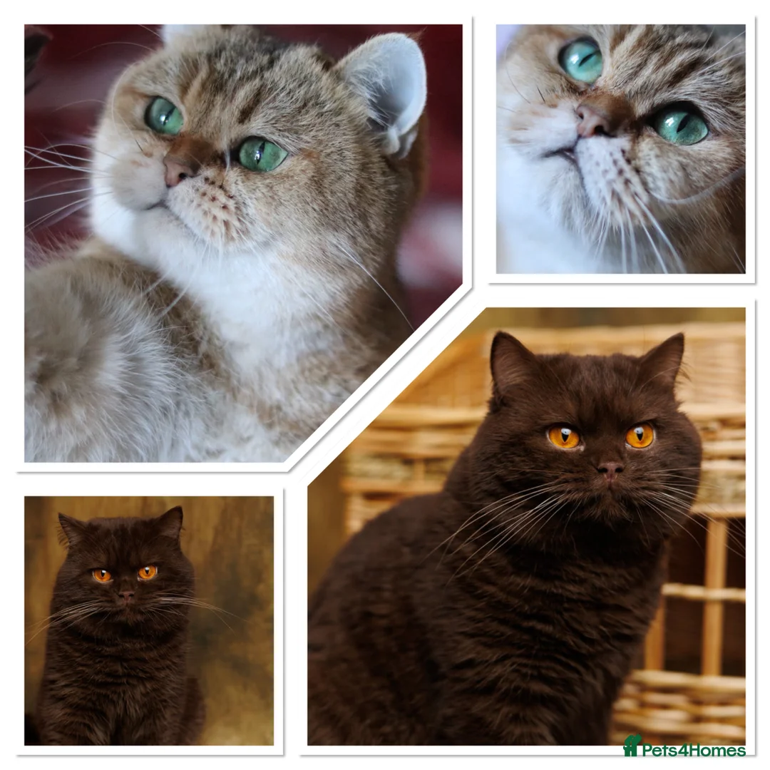 British Shorthair cats for sale: Top Quality British Shorthair Golden Kittens - Advert 1