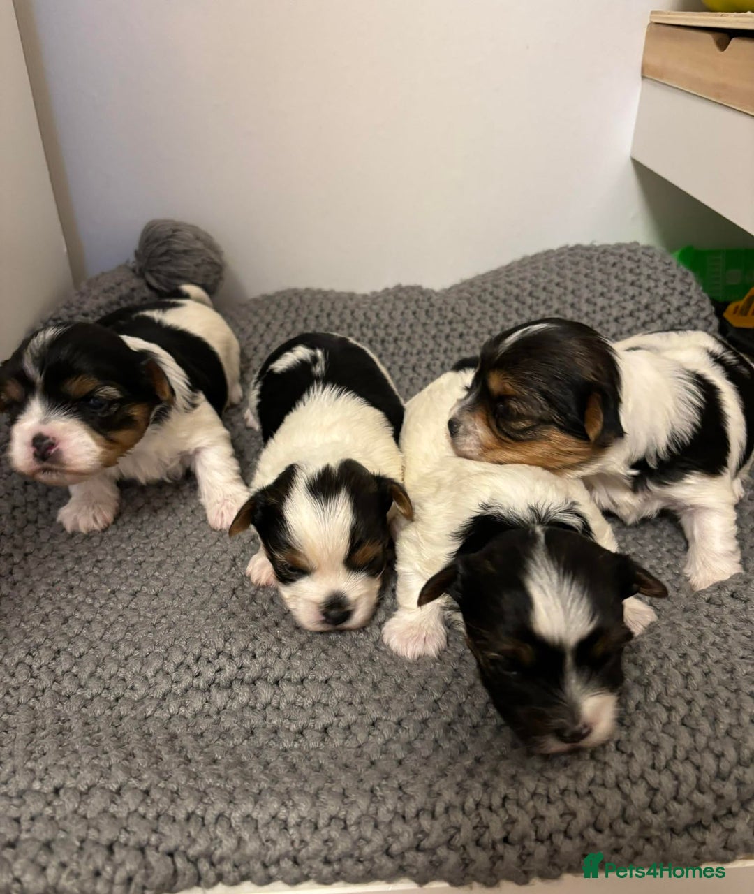 Yorkshire Terrier dogs for sale: Yorkshire Terrier Biewer puppies - Advert 1