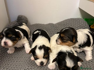 Yorkshire Terrier dogs Yorkshire Terrier Biewer puppies - Advert 2