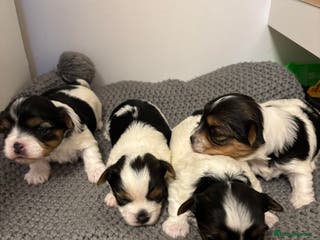 Yorkshire Terrier dogs Yorkshire Terrier Biewer puppies - Advert 10