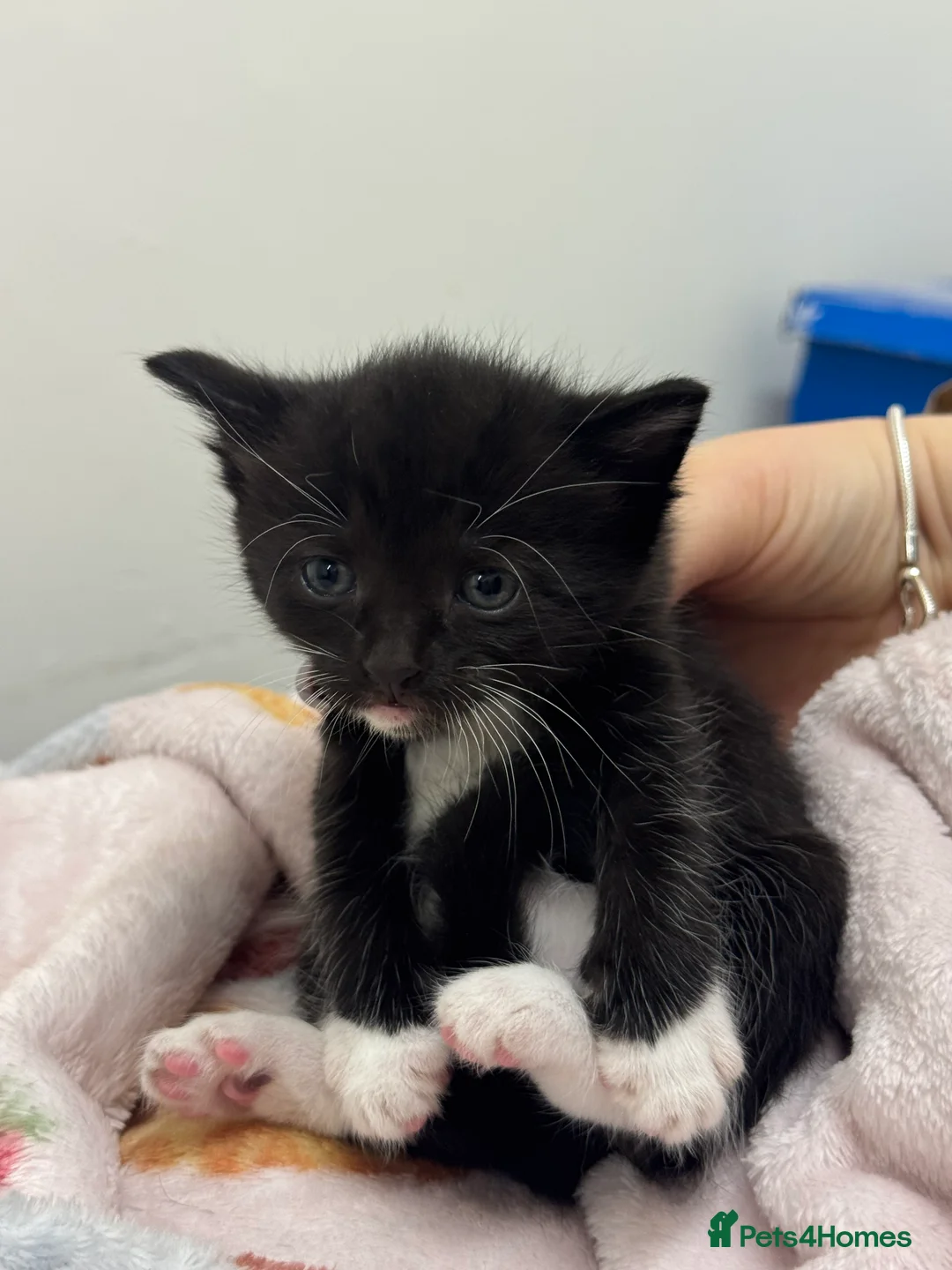 Mixed Breed cats for sale: 7 Beautiful Kittens Looking for New Homes - Advert 2