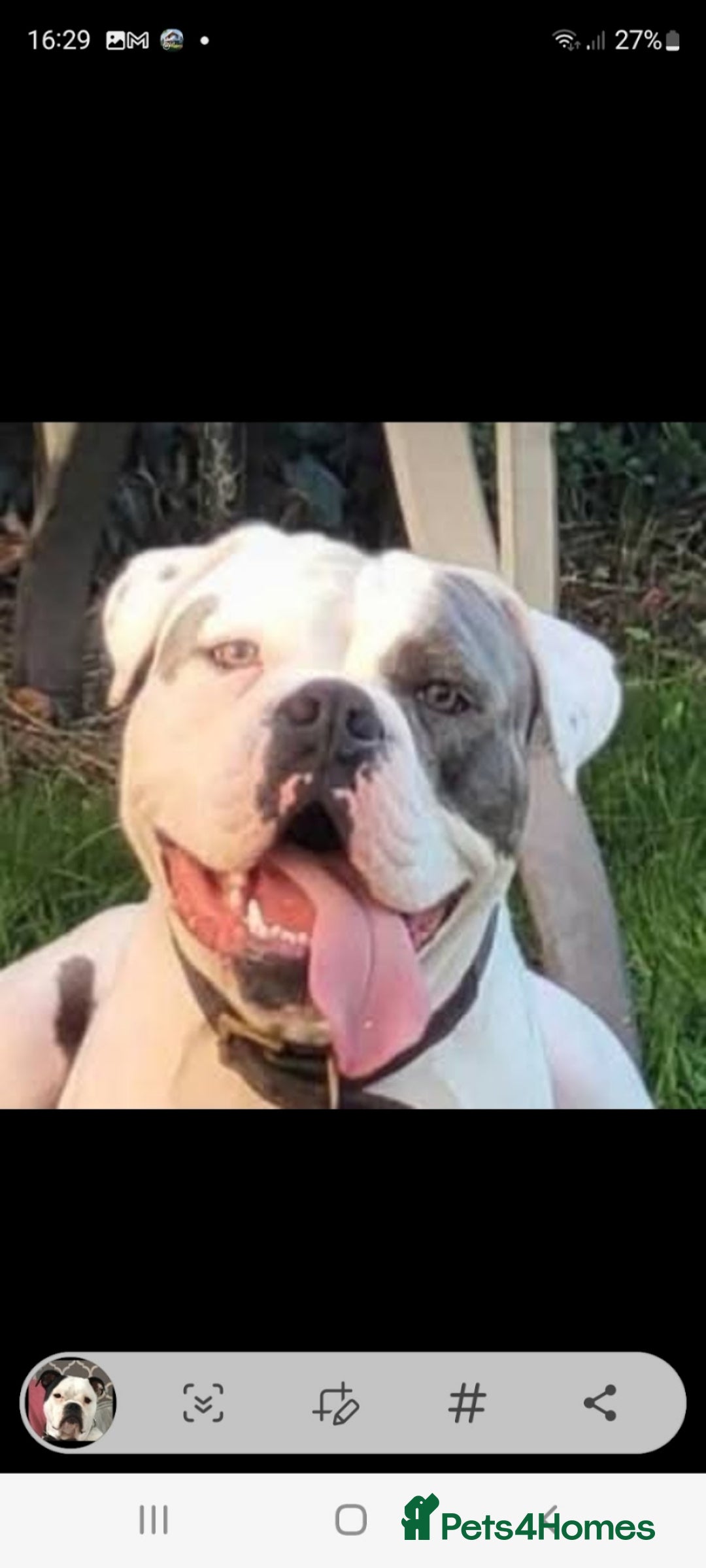 Dorset Olde Tyme Bulldogge dogs for sale: Dorset old tyme puppies  - Image 6