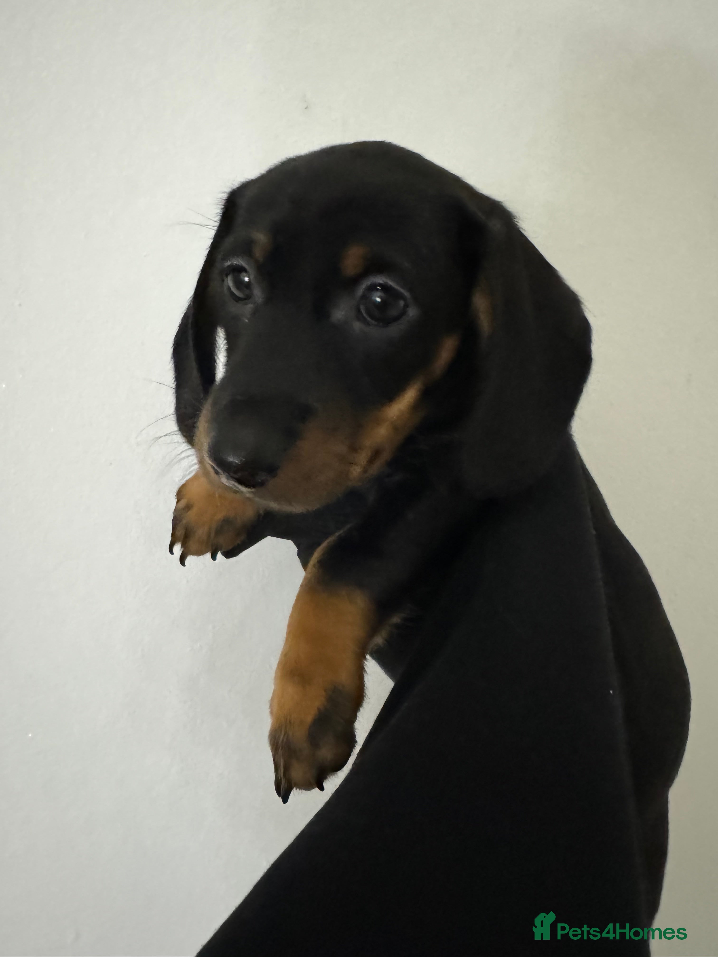 Miniature Dachshund dogs Miniature dachshund 2 boys 1 girl left READY NOW - Advert 13
