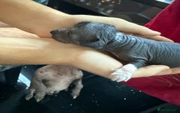 Mixed Breed dogs for sale: Beautiful hairless little boy chihuahua  - Advert 12