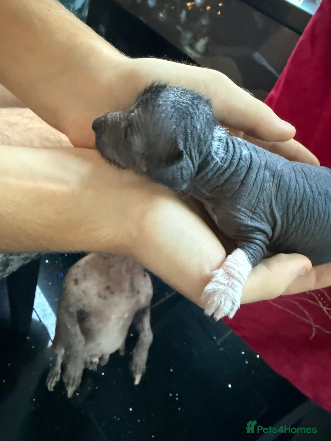 Mixed Breed dogs for sale: Beautiful hairless little boy chihuahua  - Advert 12