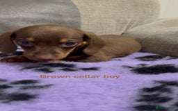 Miniature Dachshund dogs for sale: 3 chocolate and tan miniature dachshund puppies - Image 9