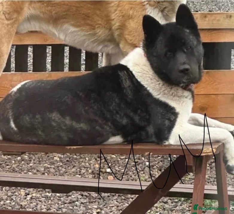 Akita dogs Last KC American Akita Girl  - Advert 13