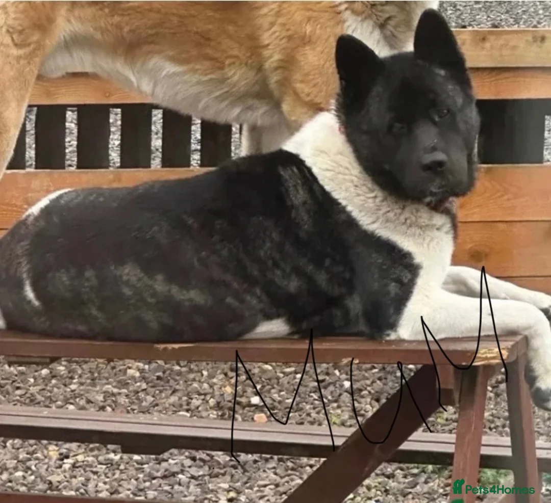 Akita dogs for sale: Last KC American Akita Girl  in Alness - Advert 1