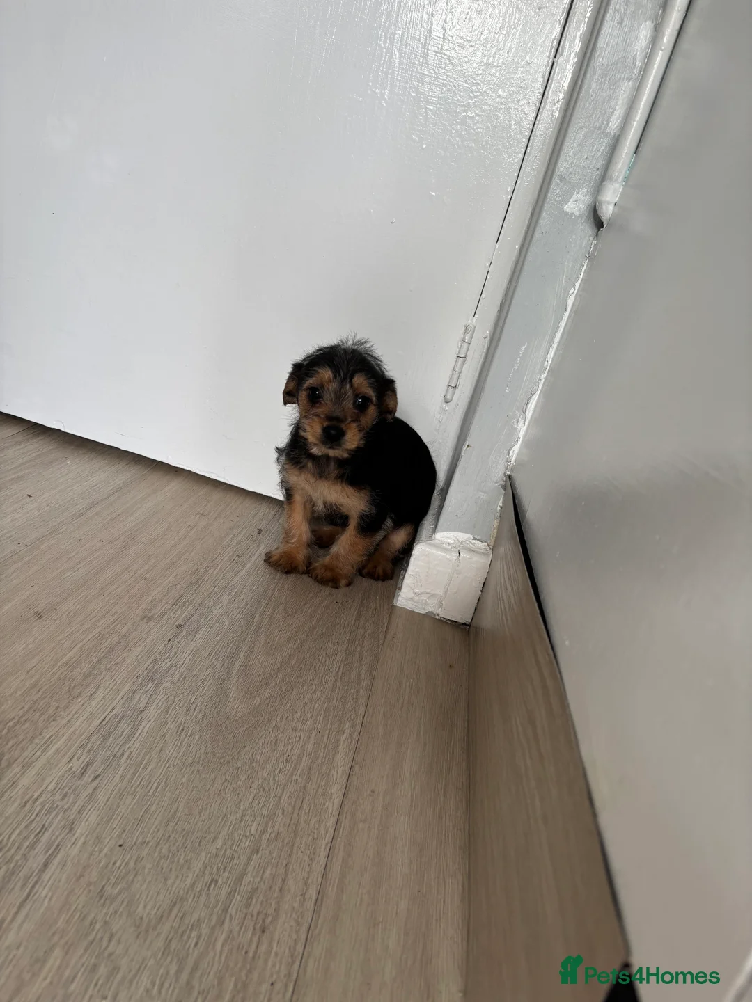 Mixed Breed dogs for sale: 3 beautiful dachshund cross Yorkshire terrier  - Advert 8
