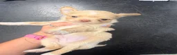 Chihuahua dogs for sale: Beautiful blonde Longcoat male  - Advert 3