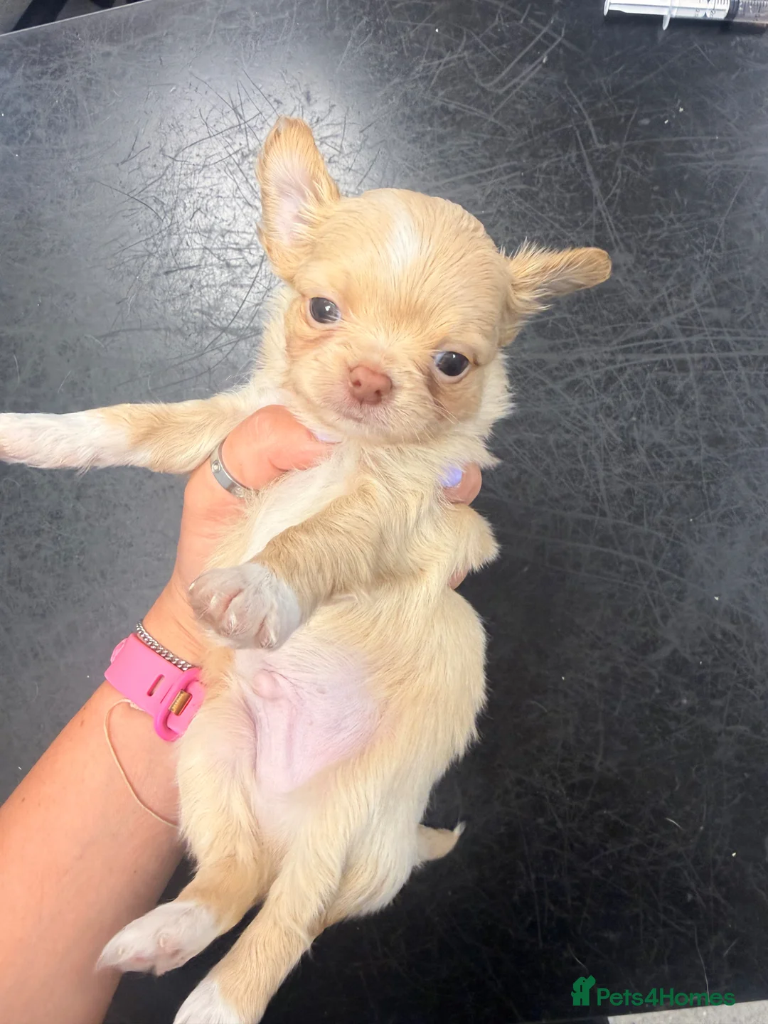 Chihuahua dogs for sale: Beautiful blonde Longcoat male  - Advert 2