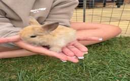 Mini Lop rabbits for sale: Adorable Baby Mini Lop Rabbits – Ready Soon! ✨🐰 - Image 3