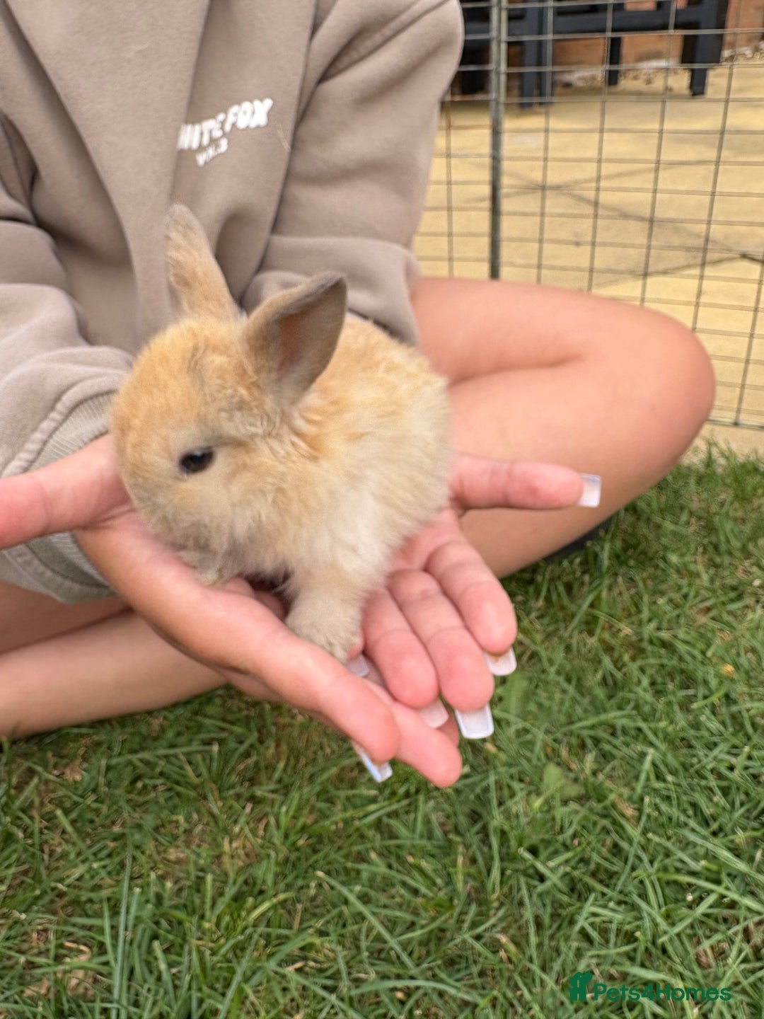 Mini Lop rabbits for sale: Adorable Baby Mini Lop Rabbits – Ready Soon! ✨🐰 - Image 3