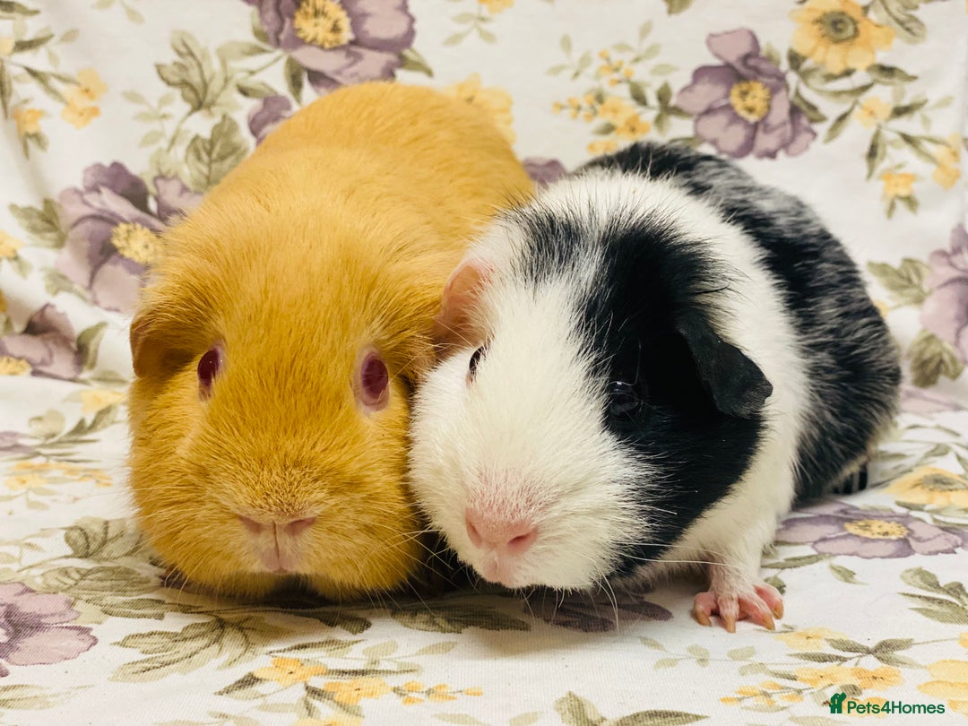 Guinea Pig rodents for sale: Pair of adult retired breeding females  - Image 5