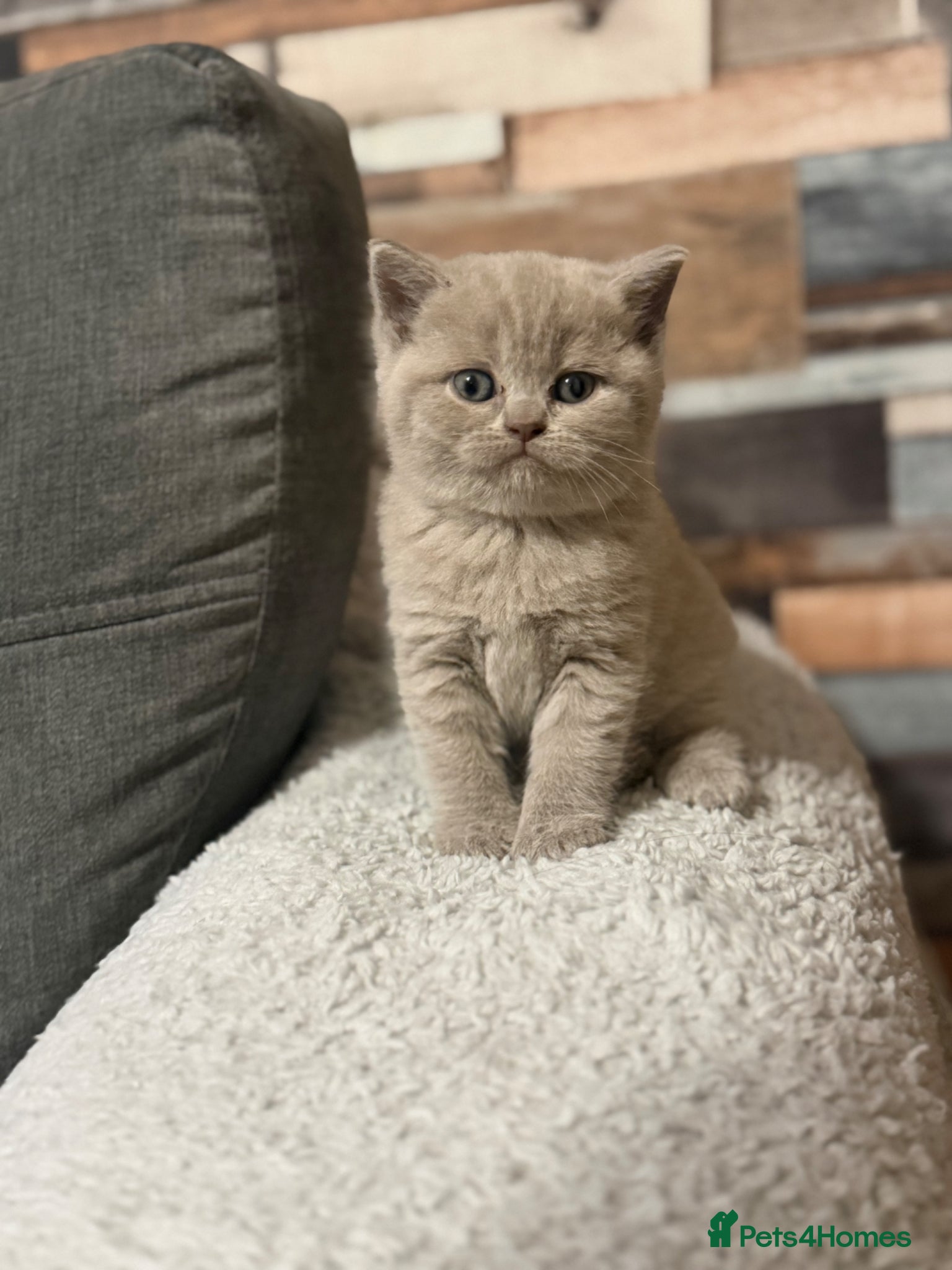 British Shorthair cats Stunning gccf lilac and chocolate females 🐾 - Advert 1