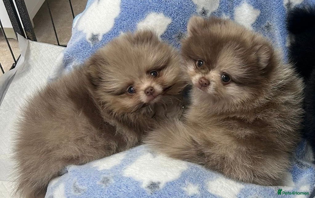 Pomeranian dogs 🧸 Incredible Teddy Bear Thai Line Pom puppies 🧸 - Advert 2