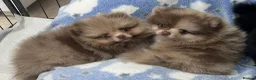 Pomeranian dogs for sale: 🧸 Incredible Teddy Bear Thai Line Pom puppies 🧸 - Advert 12