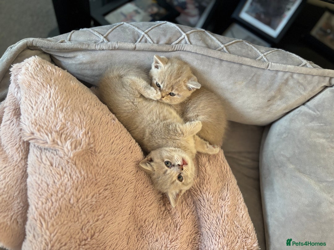 British Shorthair cats for sale: British short hairs  - Image 27