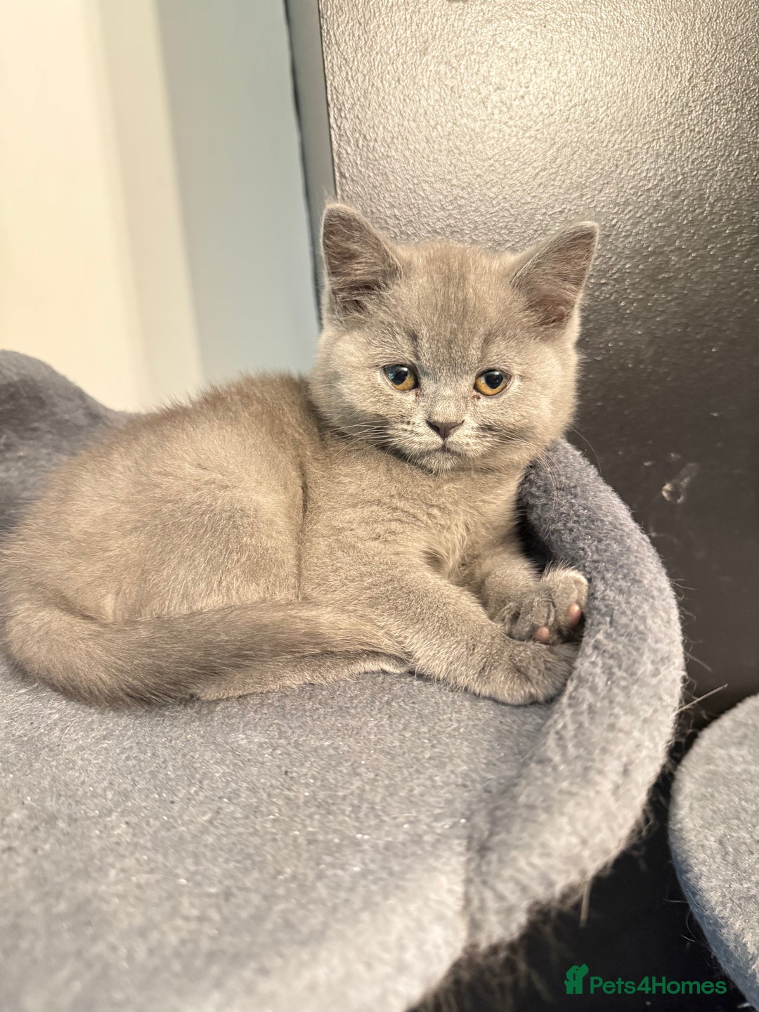 British Shorthair cats for sale: British shorthair looking for forever homes - Image 2