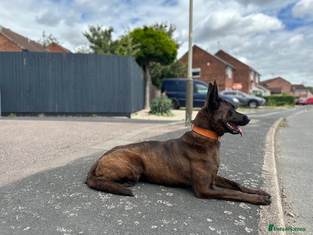 Belgian Shepherd Dog dogs for sale: Litter  - Image 36