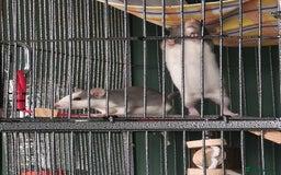 Rat rodents for sale: 4 gorgeous rats for adoption  - Advert 6