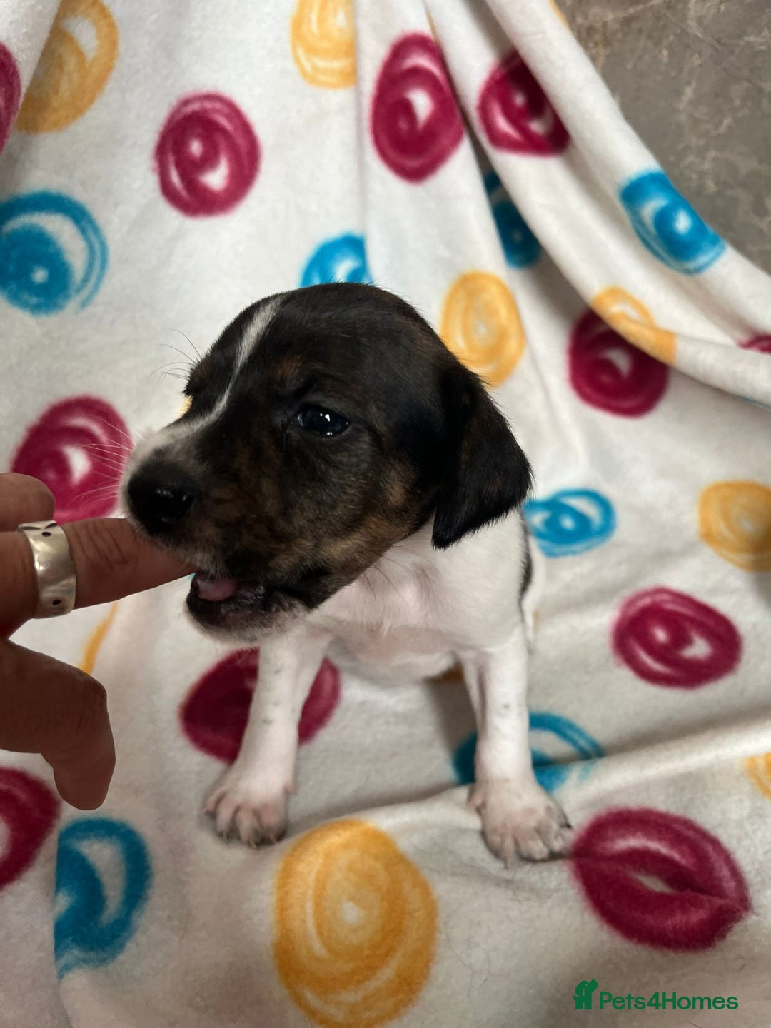 English Setter dogs for adoption: Setter x Pups (Rina's Puppies) - Image 4