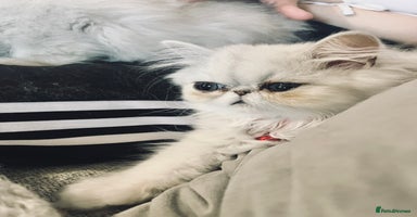 Persian cats - Advert 2