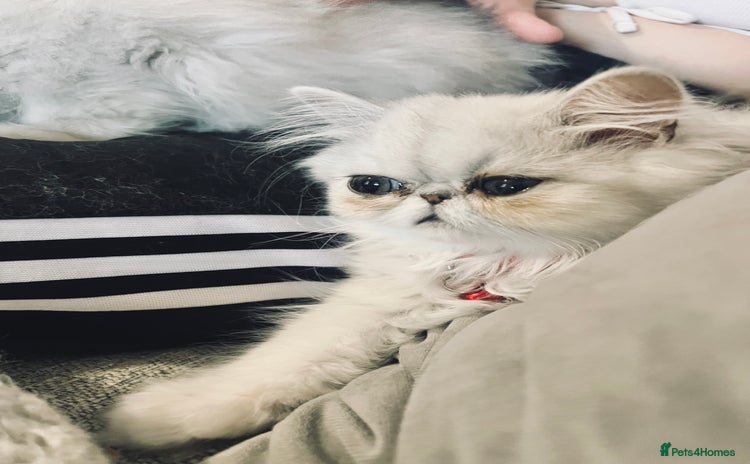 Persian cats - Advert 1