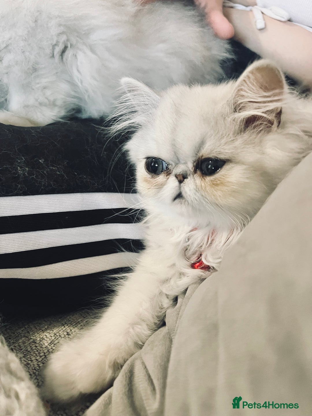 Persian cats for sale: Ready to leave - Persian chinchilla kittens♥️🐾 - Image 3
