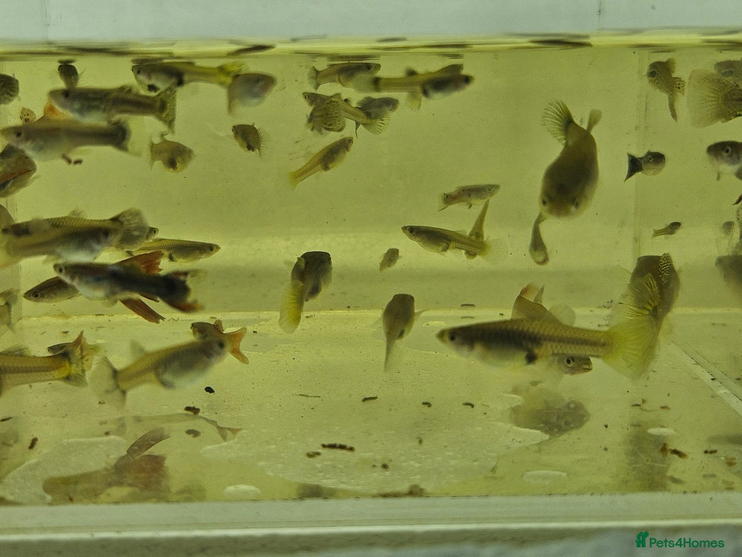 Live Bearers fish for sale: Mixed sized guppys,postage or collection - Image 7
