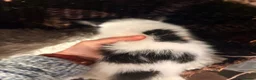 Mixed Breed cats for sale: Beautiful Shirt Hair Kittens - Advert 15
