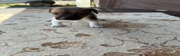 Jack Russell dogs for sale: Jack russel puppies  - Advert 9