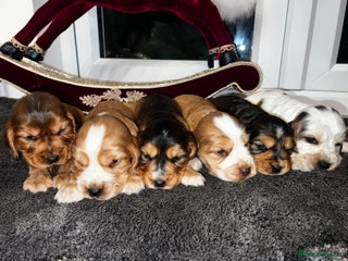 Cocker Spaniel dogs Show type Cocker spaniel puppies - Advert 1