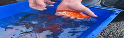Koi Carp fish for sale: Pond closure  in West Bromwich - Advert 16