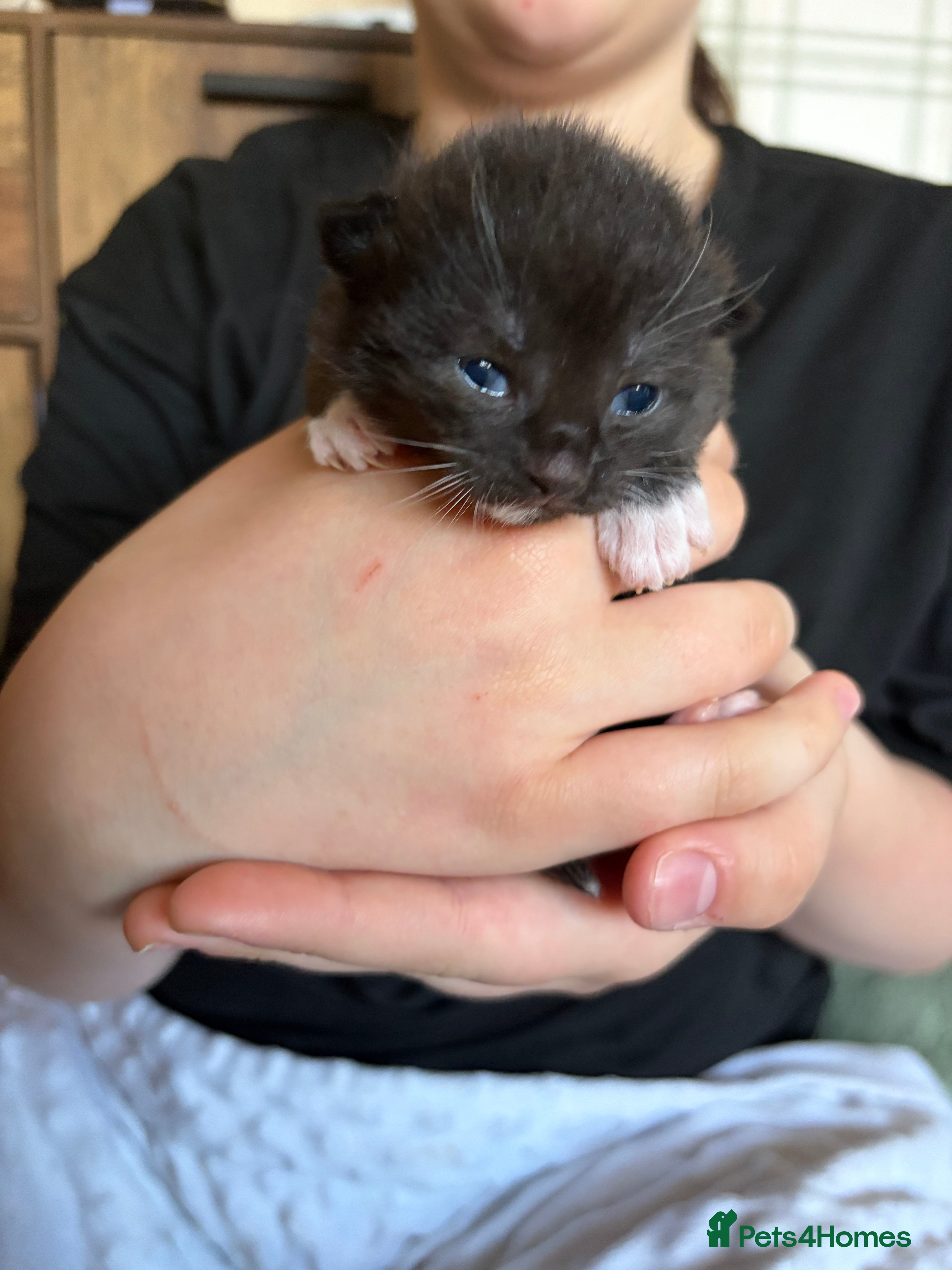 Mixed Breed cats for sale: 3 Tuxedo Kittens - Advert 9