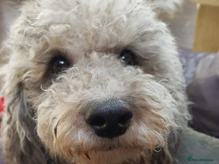 Miniature Poodle dogs Silver blue miniature poodle in Canterbury - Advert 23