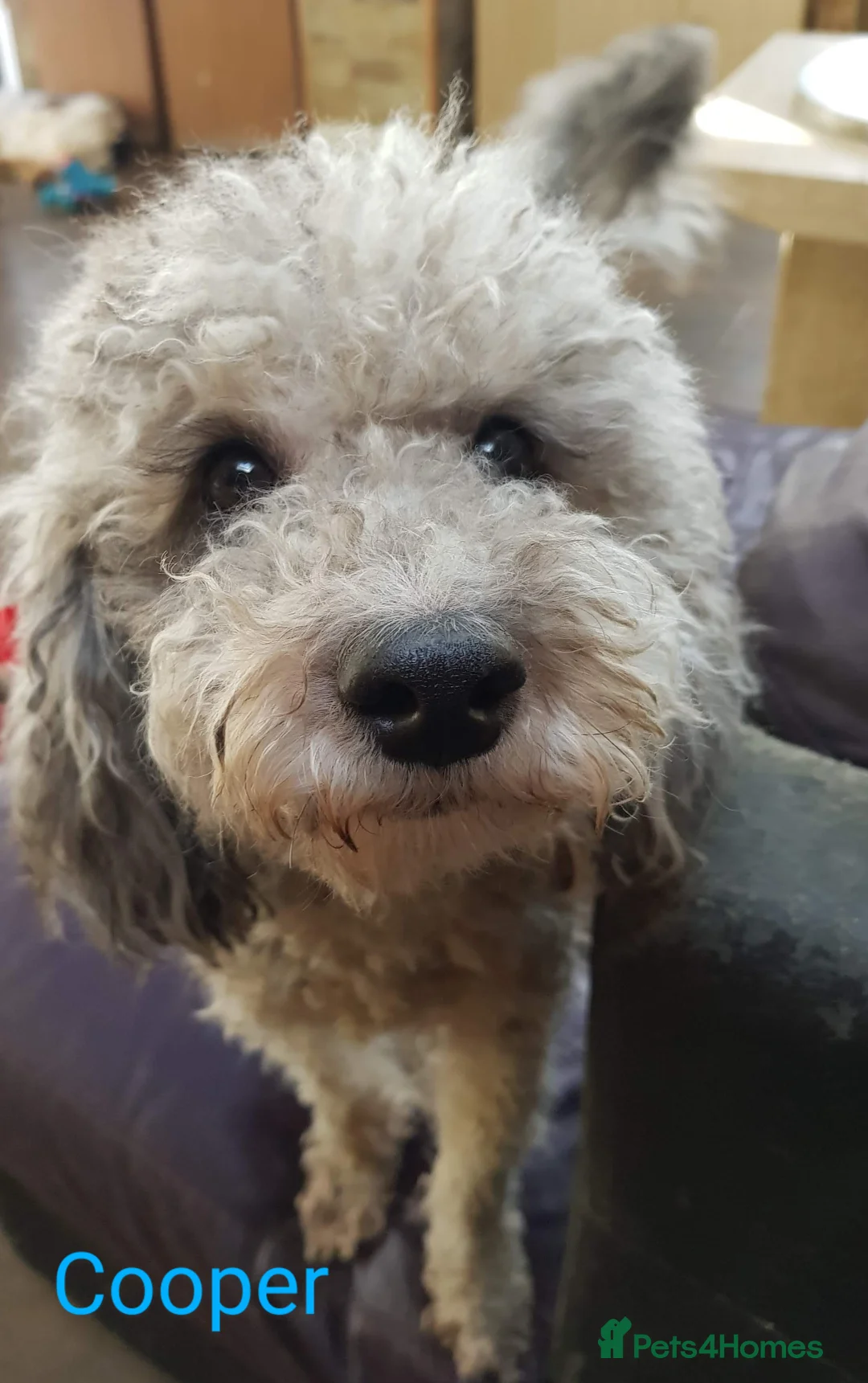 Miniature Poodle dogs for stud: Silver blue miniature poodle  in Canterbury - Advert 1