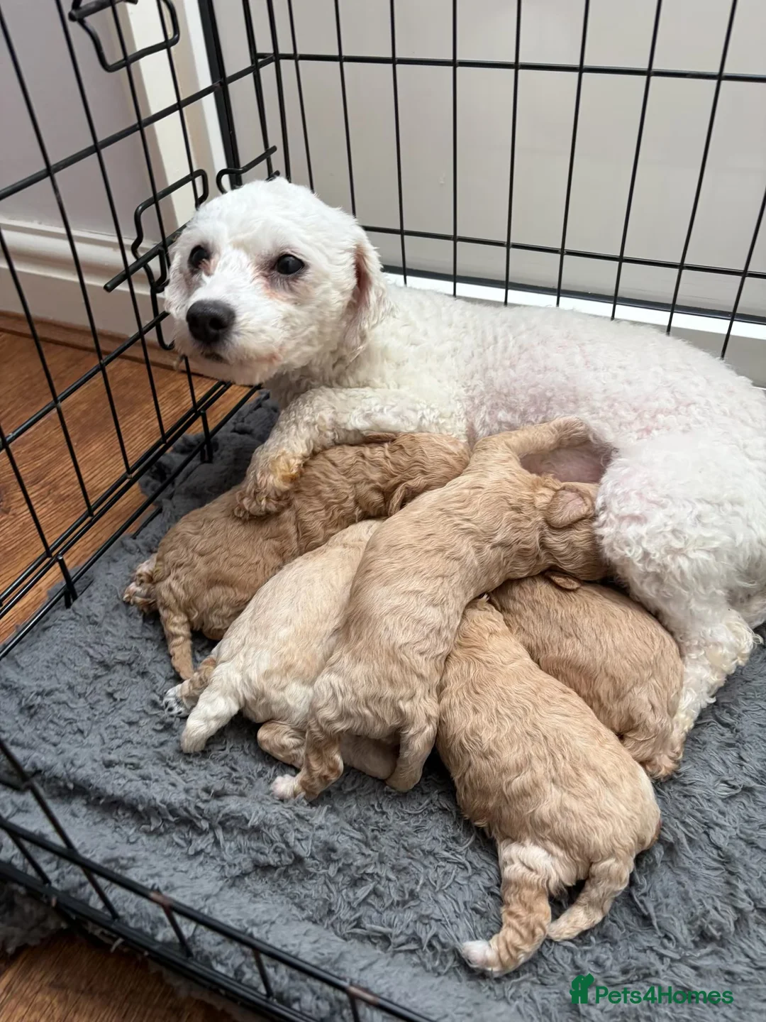 Poochon dogs for sale: F1 POOCHON puppies champion blood line  - Advert 1